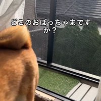 犬のお尻