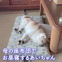 母の座布団でお昼寝