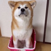 買い物カゴの中に座って飼い主を見上げる犬