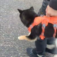 抱えられる犬の後ろ姿1