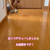 靴を履いたぴのちゃん登場