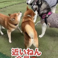 犬たちと向き合う柴犬