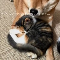 寛ぐ子猫
