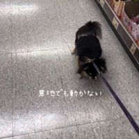 立ち止まる犬