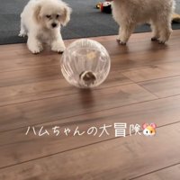 冒険中のハムスターとワンコたち2