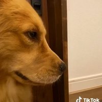 真剣な顔のハッピーちゃん