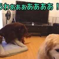 「やられた！」と勘違いして大暴れ