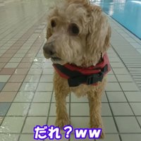 別犬のような姿に（笑）