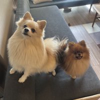 飼い主