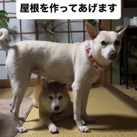 姉犬を守る妹犬
