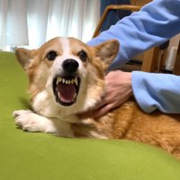 はなちゃんが激怒！！