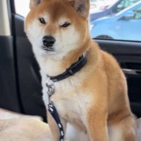 「ク～ン」と鳴いています