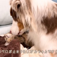 ワンコたちと子猫の再会8