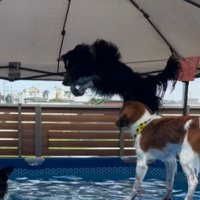 プールサイドからジャンプする息子犬