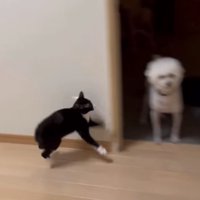 やんのかステップ2