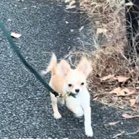 歩き方が可愛いこはくくん3