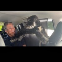 後ろを向く犬
