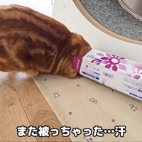 またすぐに頭を突っ込みました！