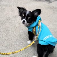 はじめてのお散歩でフリーズ…！