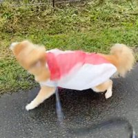 雨の日に犬と散歩