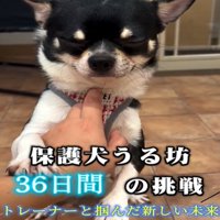 目を閉じた犬