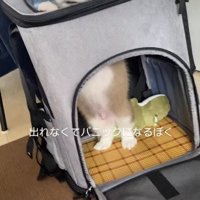 「助けて！」