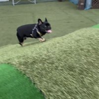 坂を駆け上がる犬