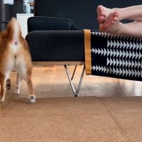 セルフマッサージを終え去っていく犬
