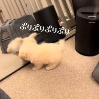 鏡の中の自分を覗き込む犬