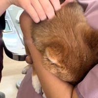 注射をされるつくねちゃん