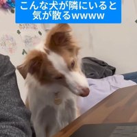 勉強中に隣にきたラスカルくん5