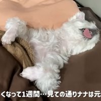 いつも通り爆睡中のナナくん