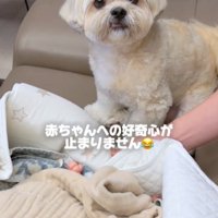 見つめる犬2