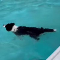 泳いでしまえばこっちのもの♪