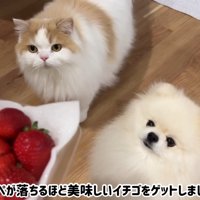 高級イチゴを見せたら…