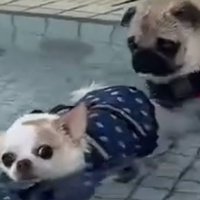 犬を不思議そうに見る犬