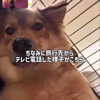 ママさん旅行中のラッキーくん8