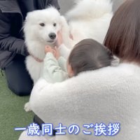 困ったように男の子を見つめるサモエド