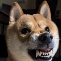 鼻にシワを寄せて歯をむき出しにしている表情の犬