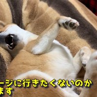 「まだケージに入りたくない！」