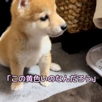 目が離せないワンコ