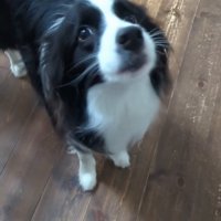 飼い主を見上げる中型犬