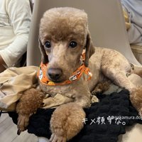 前足をそろえて座る犬
