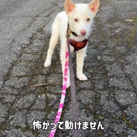 リードの散歩が怖い…