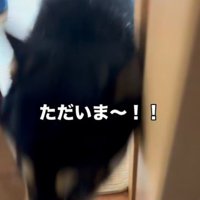 飼い主さんに駆け寄る豆柴