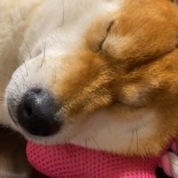 気持ち良さそうに爆睡♪