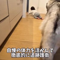 心配そうについていく
