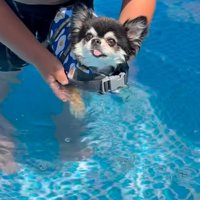 プールに入る犬