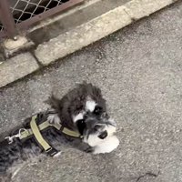 飼い主さんを見上げるテオくん