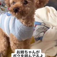 犬に「聞こえるの？」と尋ねる女性